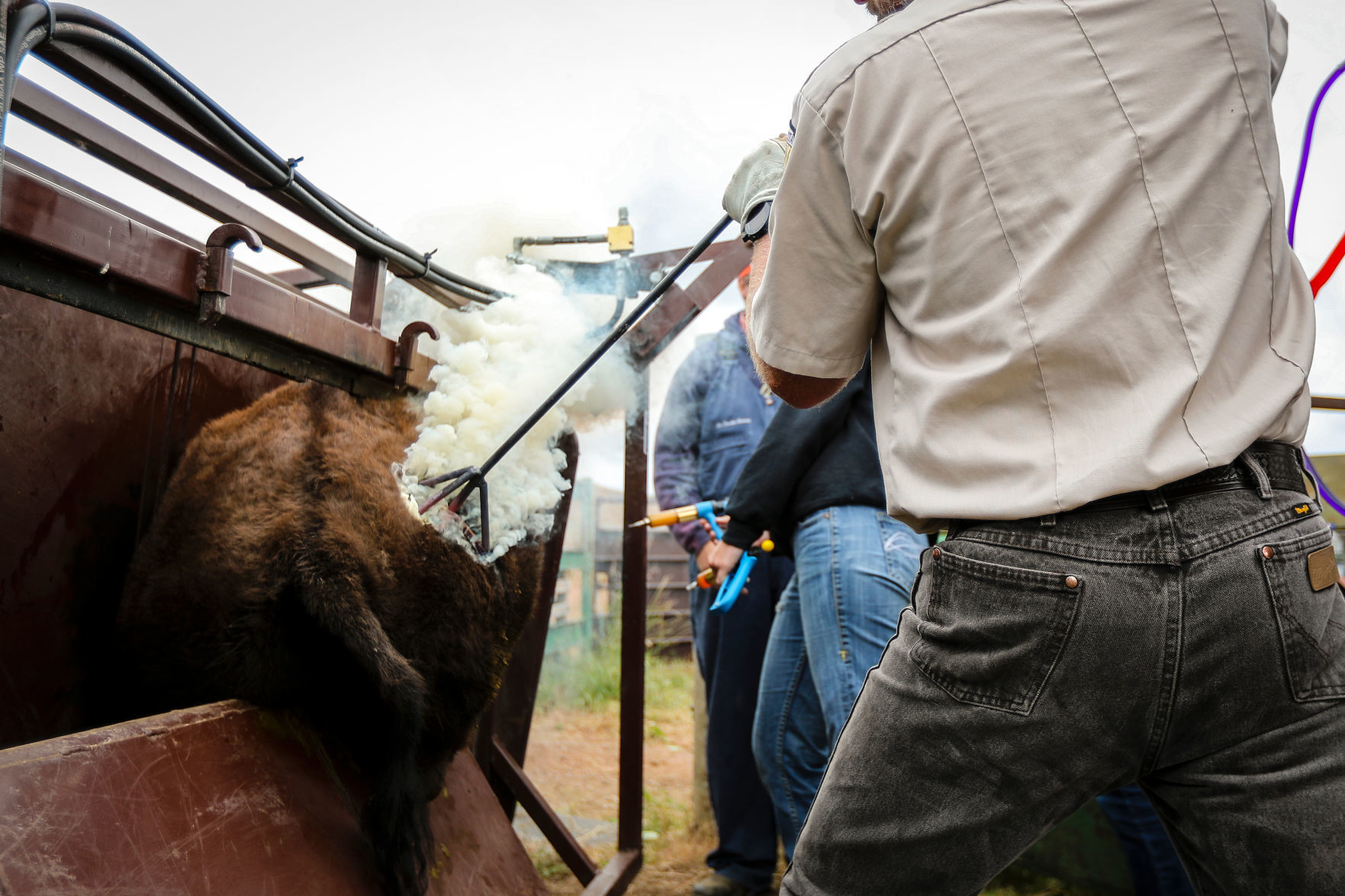 54th Annual Buffalo Roundup at Custer State Park